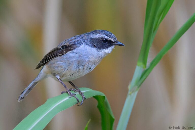 Grey Bush Chat_China-5
