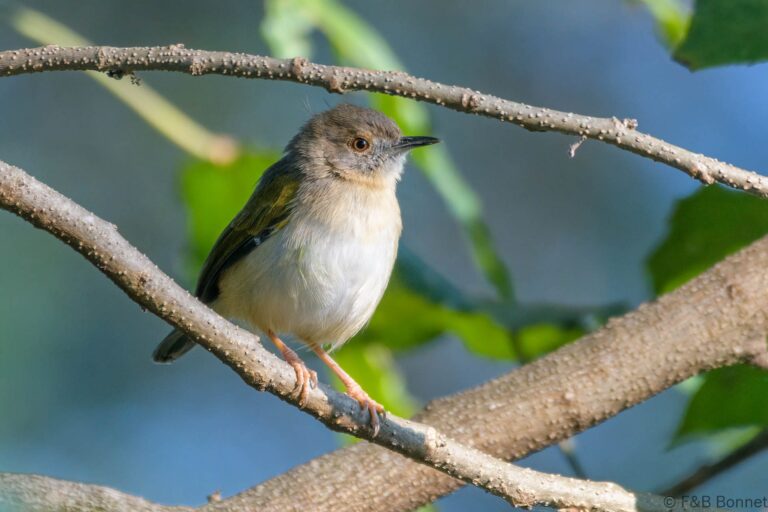 Grey-backed Camaroptera_South Africa-2