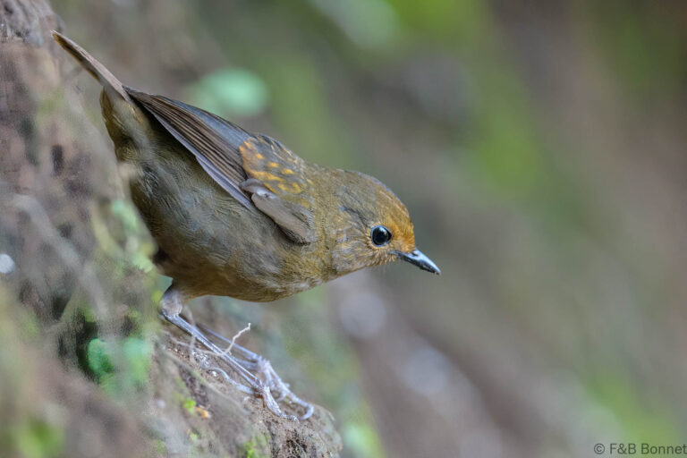 Himalayan Shortwing_China-1