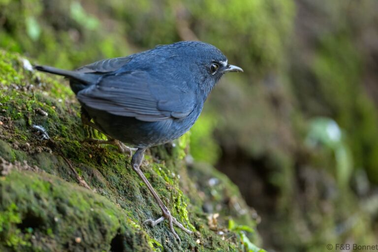 Himalayan Shortwing_China-3