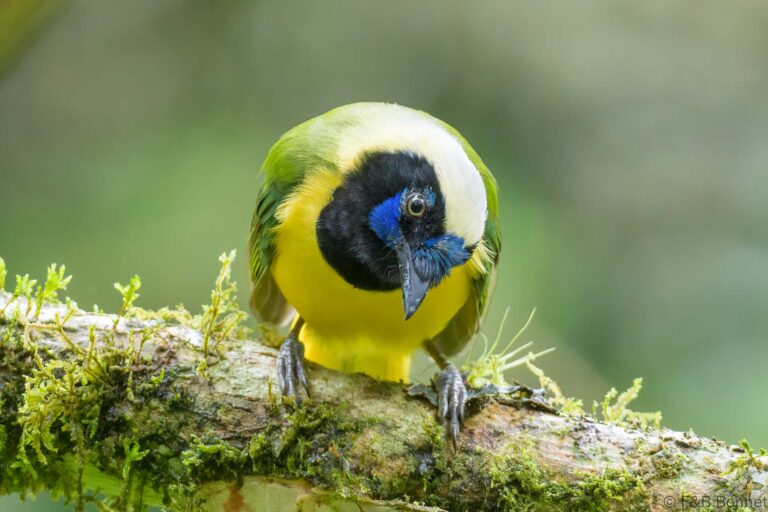 Inca Jay_Ecuador-1