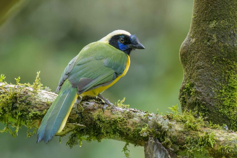 Inca Jay_Ecuador-2