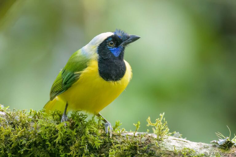 Inca Jay_Ecuador-3