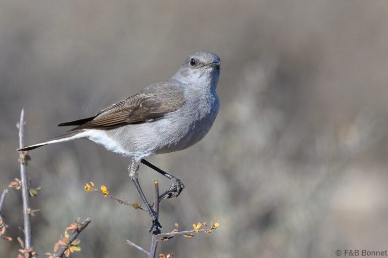 Karoo chat south africa 4