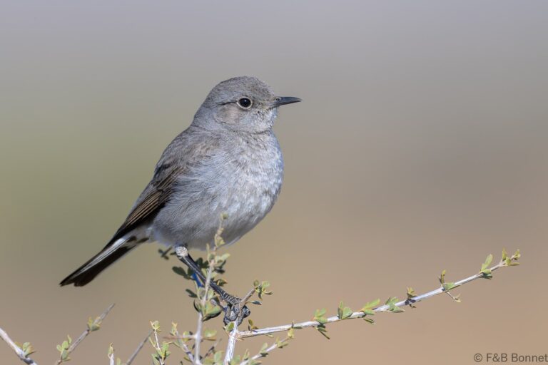 Karoo chat south africa 5