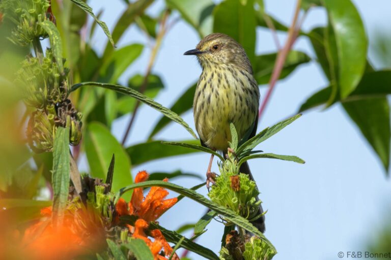 Karoo Prinia_South Africa-1