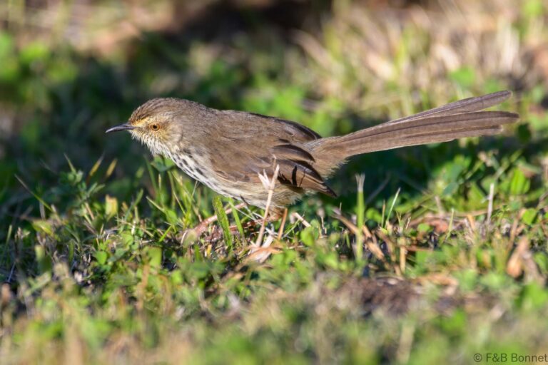 Karoo Prinia_South Africa-2