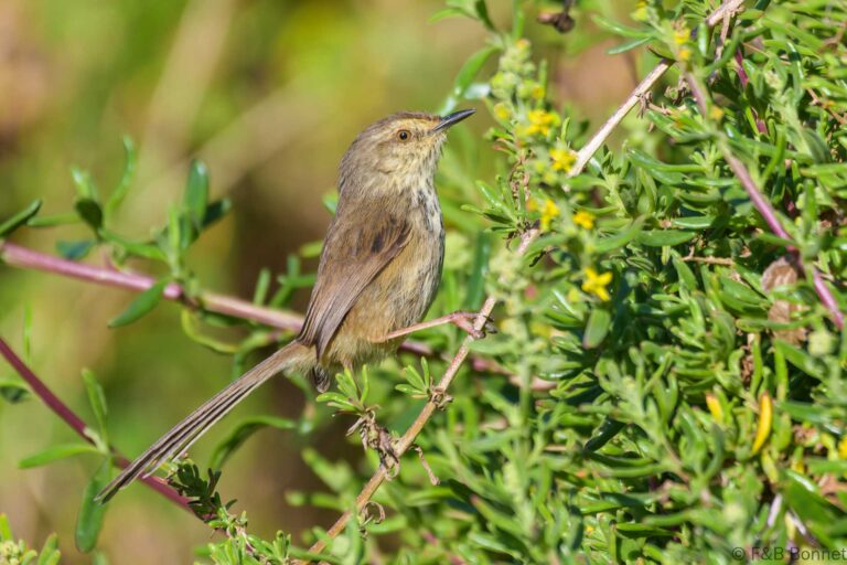 Karoo Prinia_South Africa-3