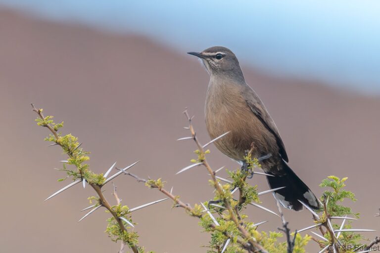 Karoo Scrub-Robin_South Africa-1