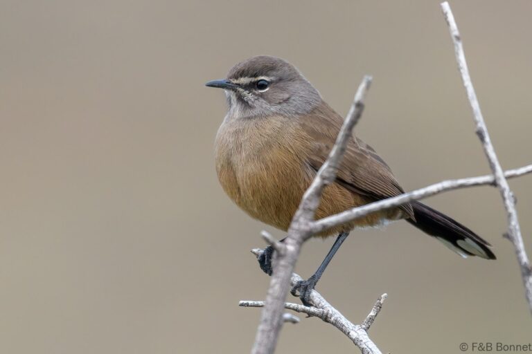 Karoo Scrub-Robin_South Africa-2