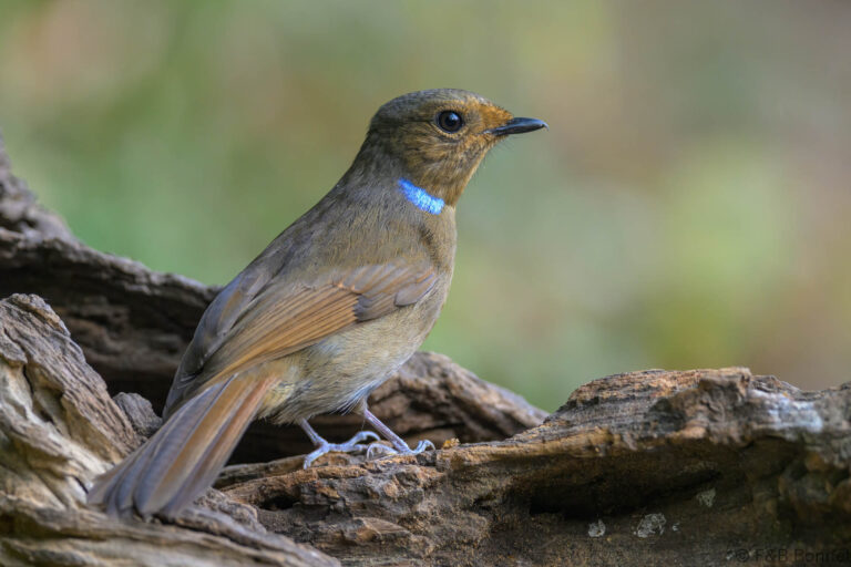 Large Niltava_China-5