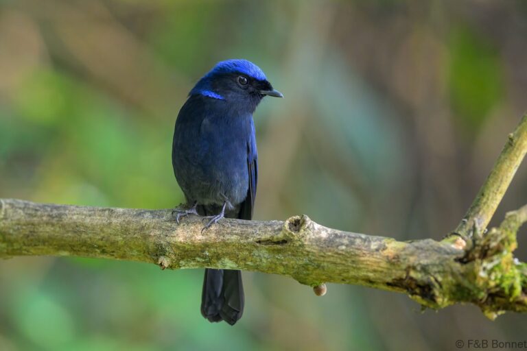 Large Niltava_China-7