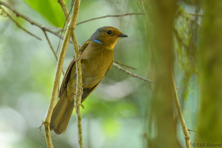 Large Niltava_Thailand-1