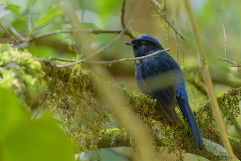 Large Niltava_Thailand-2