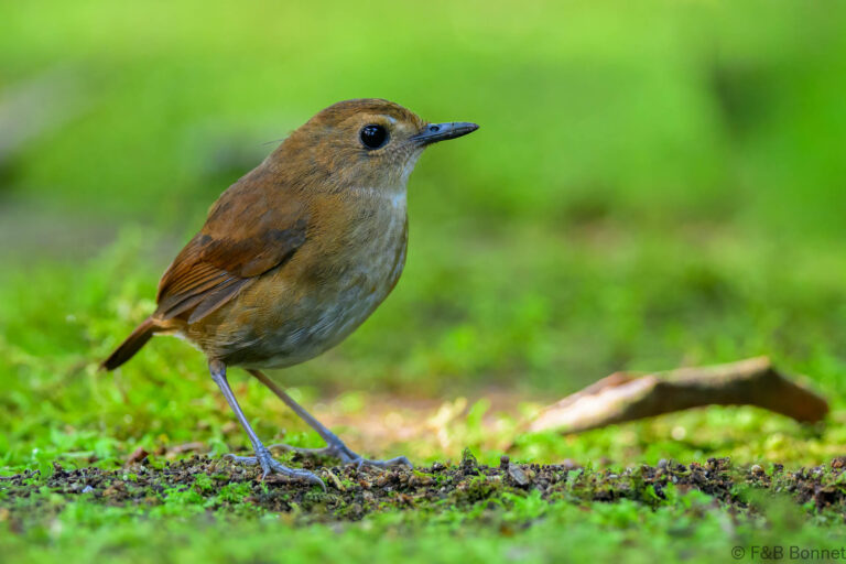 Lesser shortwing indonesia 1