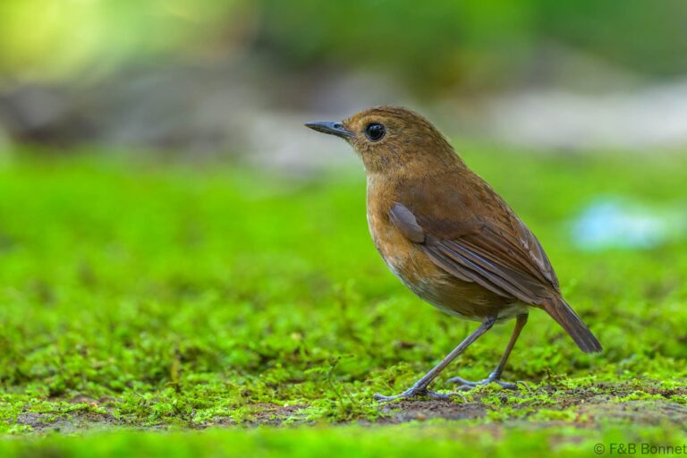 Lesser shortwing indonesia 2