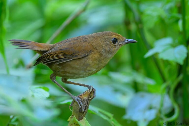 Lesser shortwing indonesia 3