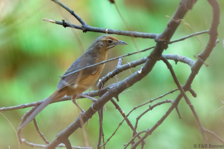 Moustached Grass Warbler_Senegal-1