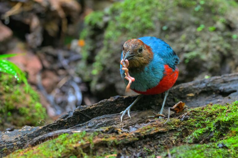 North Moluccan Pitta_Indonesia-1
