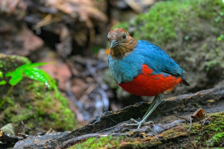 North Moluccan Pitta_Indonesia-2