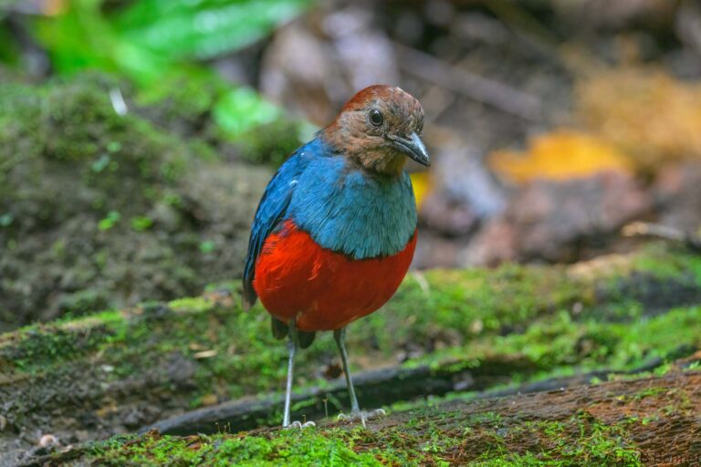 North Moluccan Pitta_Indonesia-3