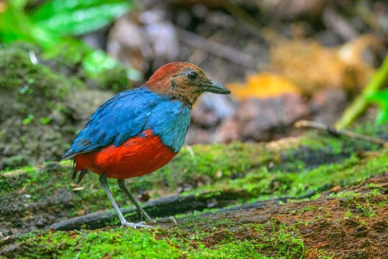 North Moluccan Pitta_Indonesia-4