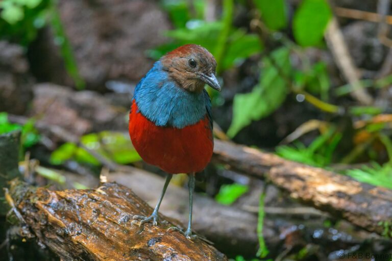 North Moluccan Pitta_Indonesia-7
