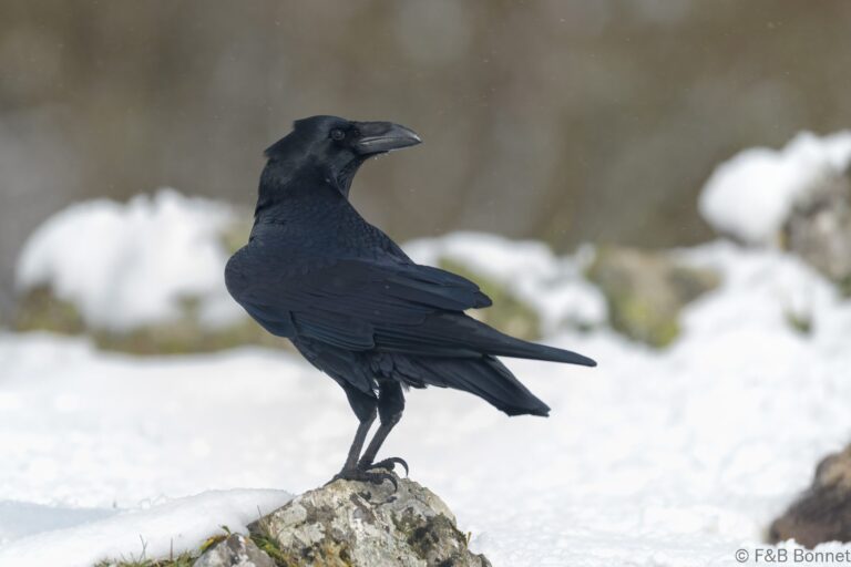 Northern Raven_Spain-2