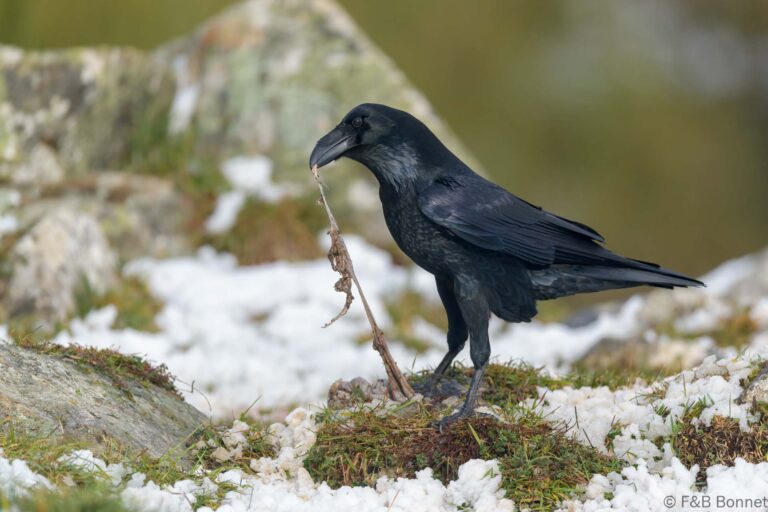 Northern Raven_Spain-3