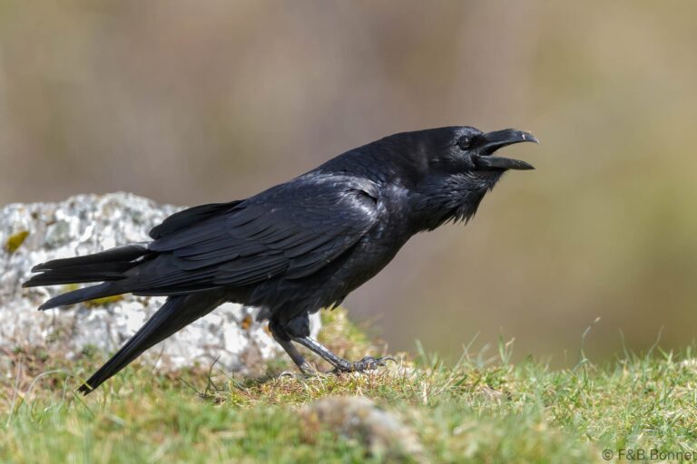 Northern Raven_Spain-4