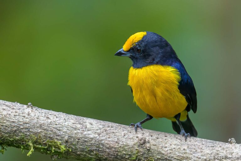 Orange-bellied Euphonia_Ecuador-6
