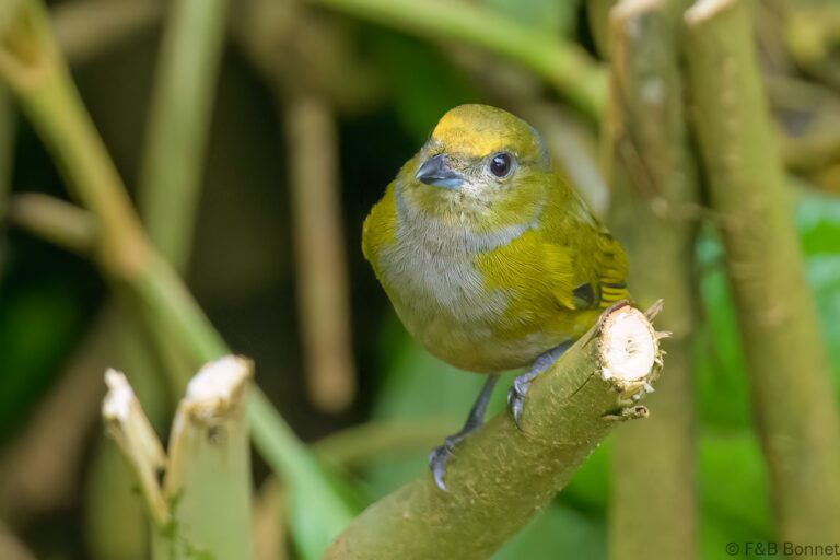Orange-bellied Euphonia_Ecuador-7