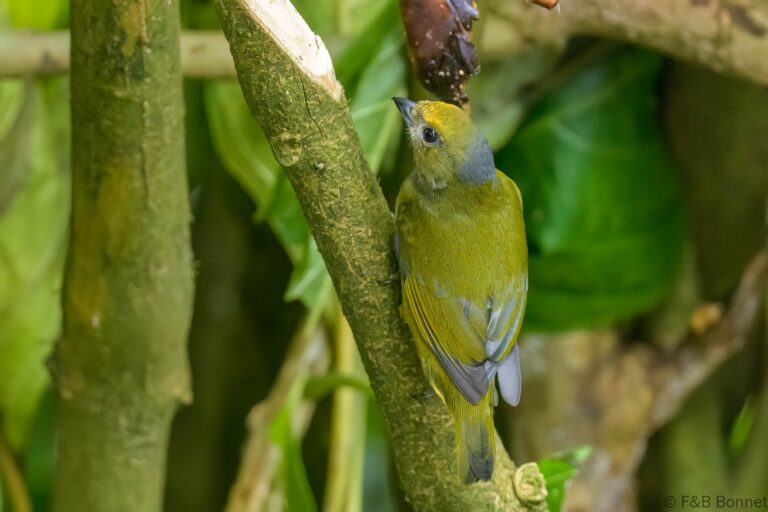 Orange-bellied Euphonia_Ecuador-8