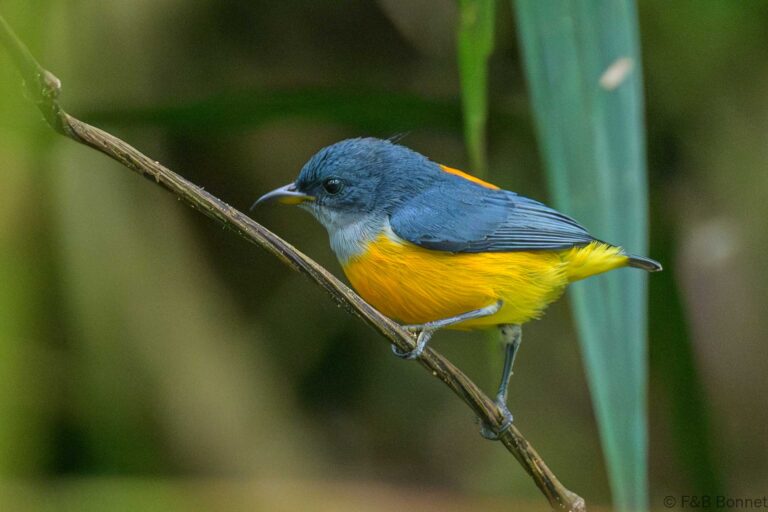 Orange-bellied Flowerpecker_Thailand-10
