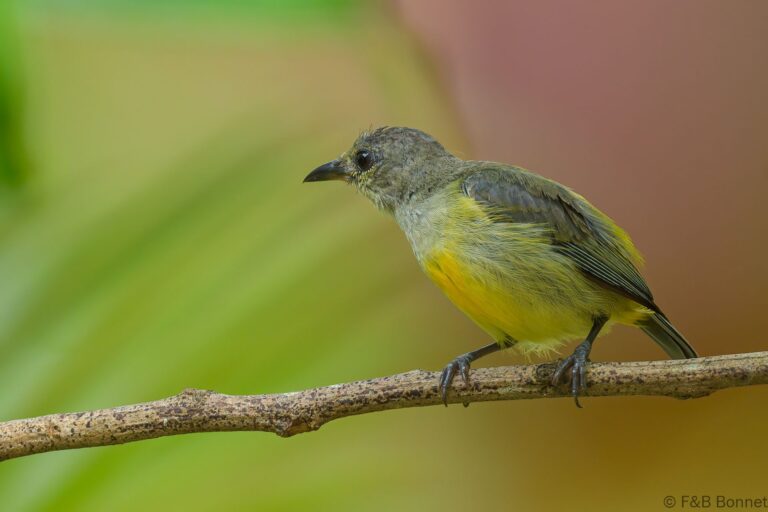 Orange-bellied Flowerpecker_Thailand-6