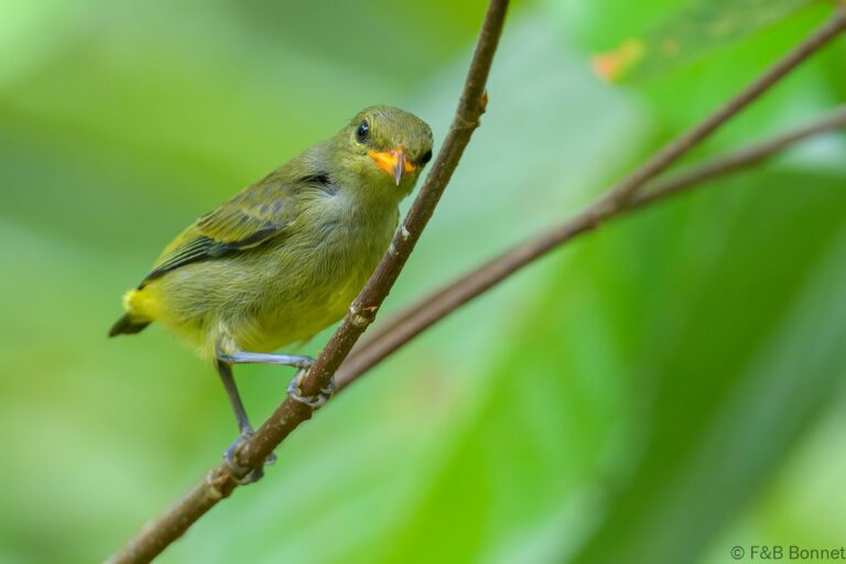 Orange-bellied Flowerpecker_Thailand-7