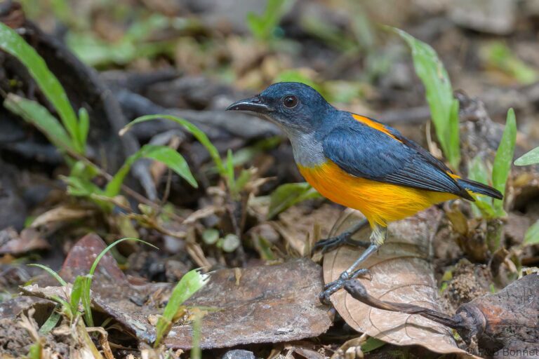 Orange-bellied Flowerpecker_Thailand-8