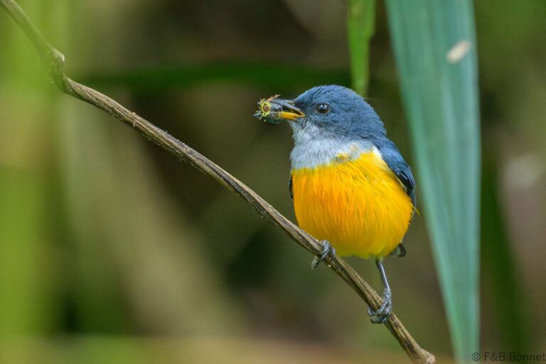 Orange-bellied Flowerpecker_Thailand-9