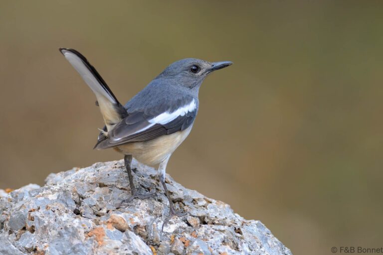 Oriental Magpie-robin_China-1