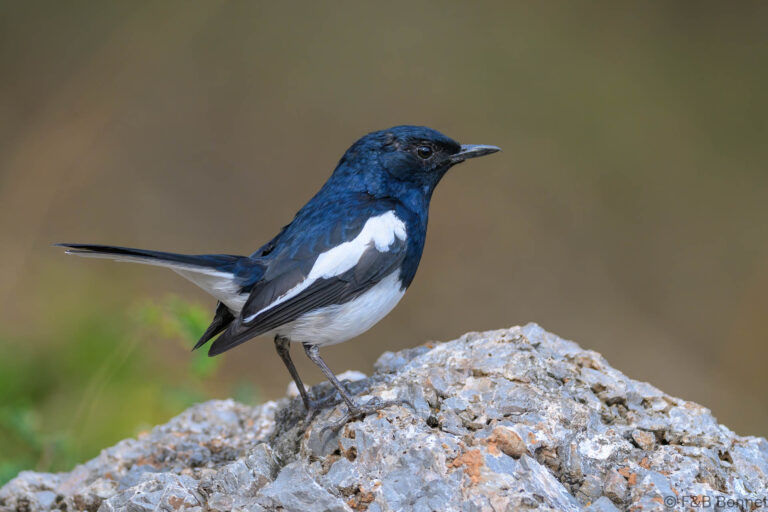 Oriental Magpie-robin_China-2