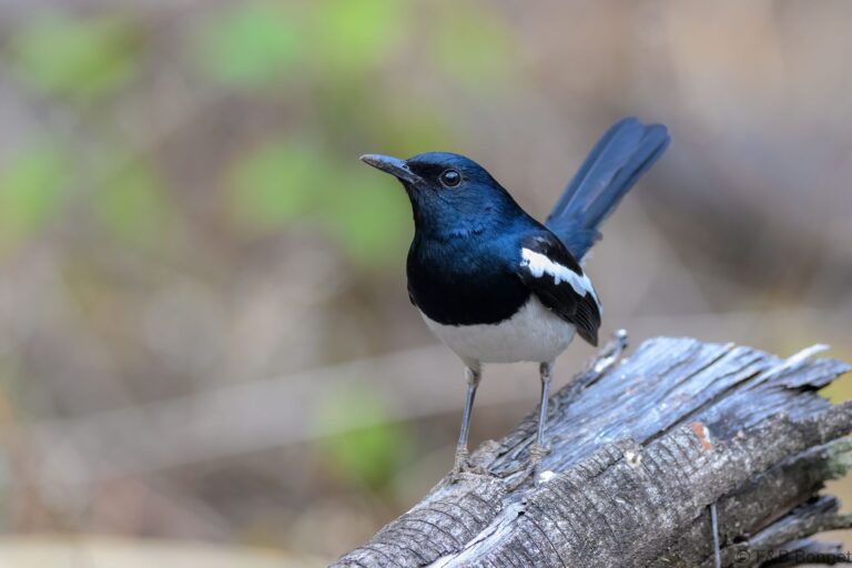 Oriental Magpie-robin_China-4
