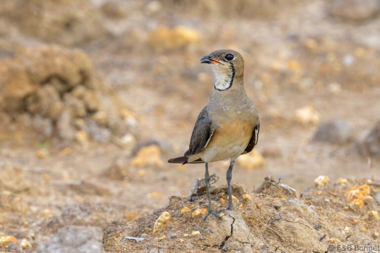 Oriental Pratincole_Thailand-2