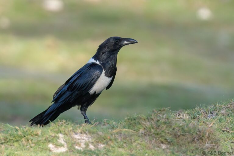 Pied crow madagascar 1