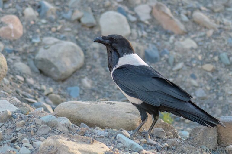 Pied crow south africa 2