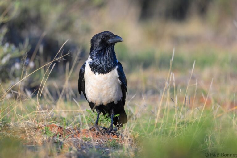 Pied crow south africa 3