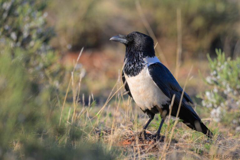 Pied crow south africa 4