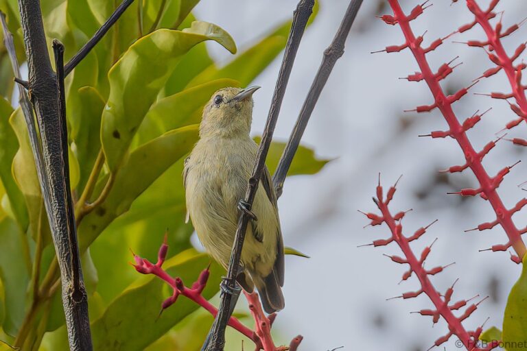 Plain Flowerpecker_Thailand-3