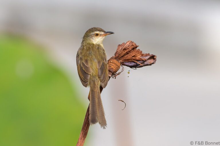Plain Prinia_Thailand-1