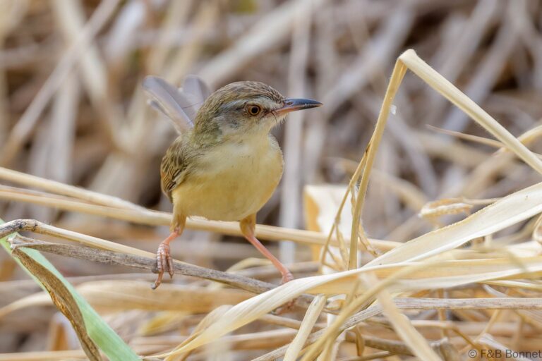 Plain Prinia_Thailand-2