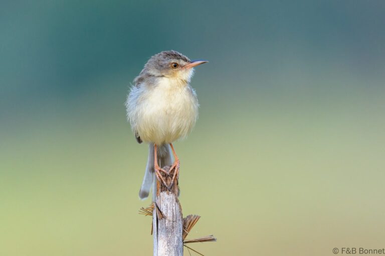 Plain Prinia_Thailand-3